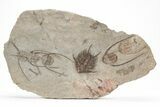 Five Lonchodomas Trilobites With Foulonia - Fezouata Formation #215148-1